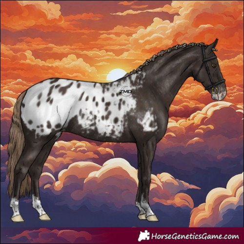 Horse Color:Liver Chestnut Sabino Appaloosa Rabicano