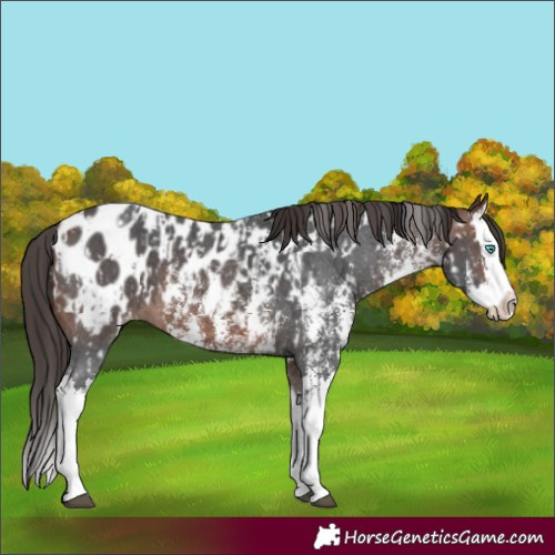 Horse Color:Brown Sabino Splash Leopard and Brown Sabino Splash Near Leopard