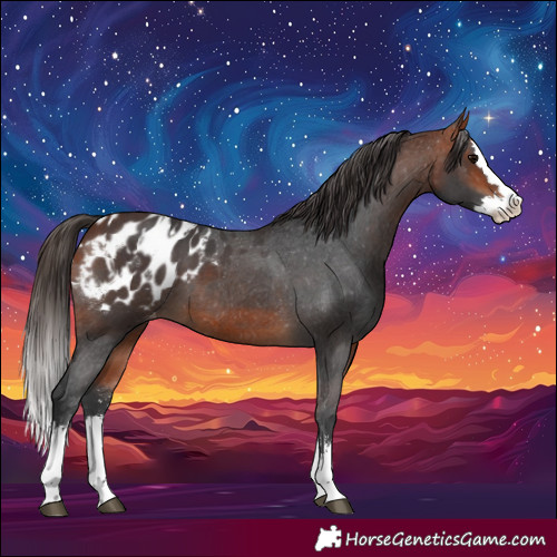 Horse Color:Bay Sabino Splash Appaloosa and Bay Sabino Splash Appaloosa