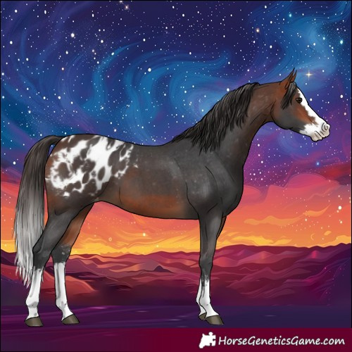 Horse Color:Bay Sabino Splash Blanket  and Bay Sabino Splash Blanket 