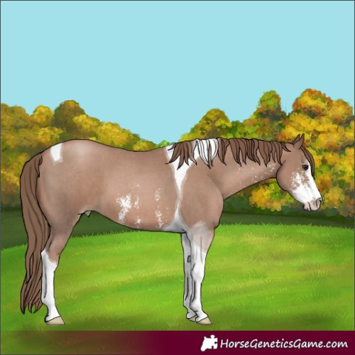 Horse Color:Black Pearl Sabino Tobiano