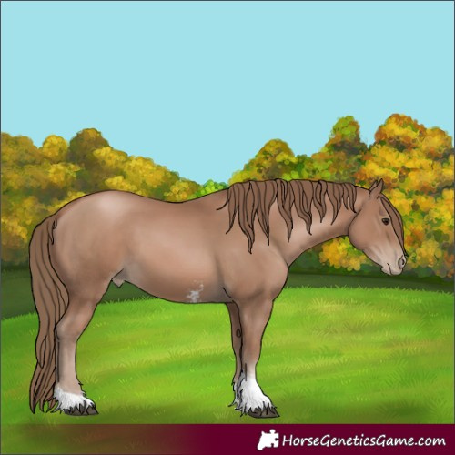 Horse Color:Black Pearl Sabino Tobiano 