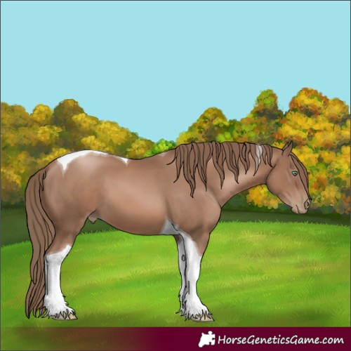 Horse Color:Black Pearl Tobiano
