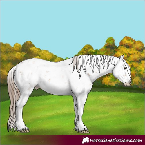 Horse Color:Black Pearl Sabino 