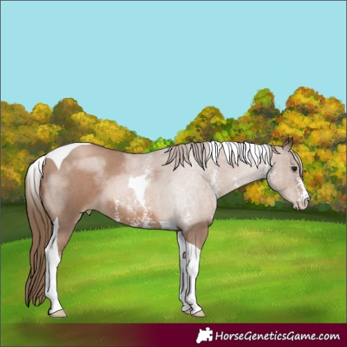 Horse Color:Black Pearl Sabino Tobiano