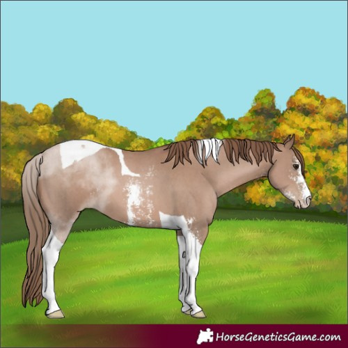 Horse Color:Black Pearl Sabino Tobiano