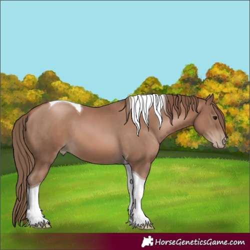 Horse Color:Black Pearl Tobiano