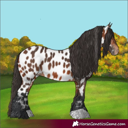 Horse Color:Bay Appaloosa