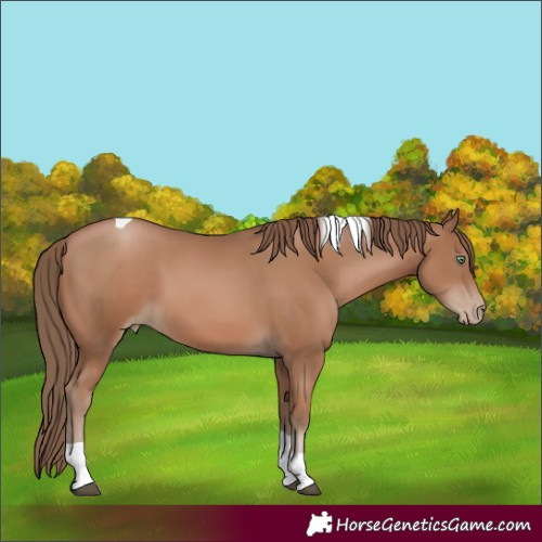Horse Color:Black Pearl Tobiano
