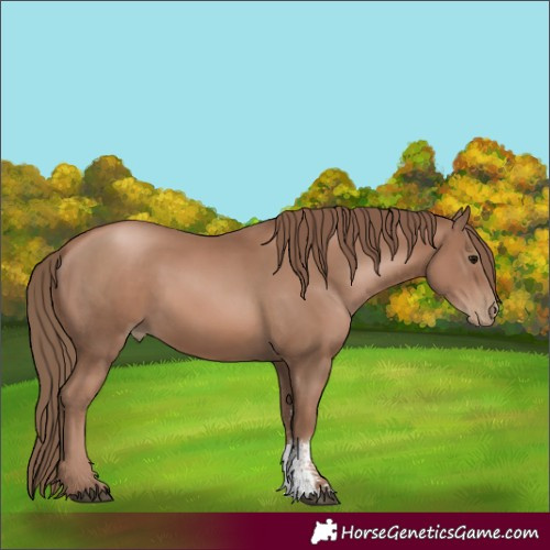 Horse Color:Black Pearl Sabino 