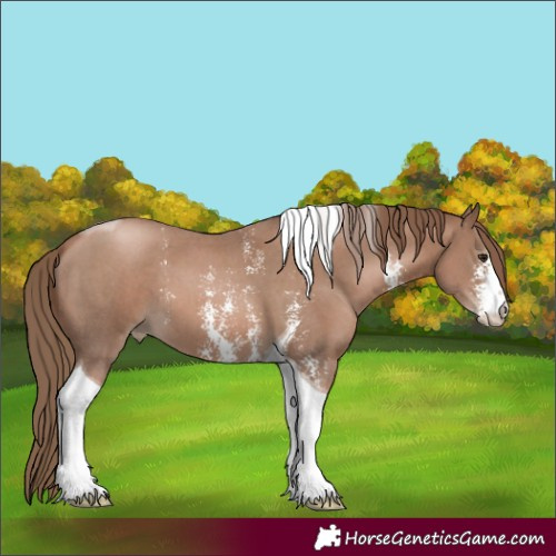 Horse Color:Black Pearl Sabino Tobiano 
