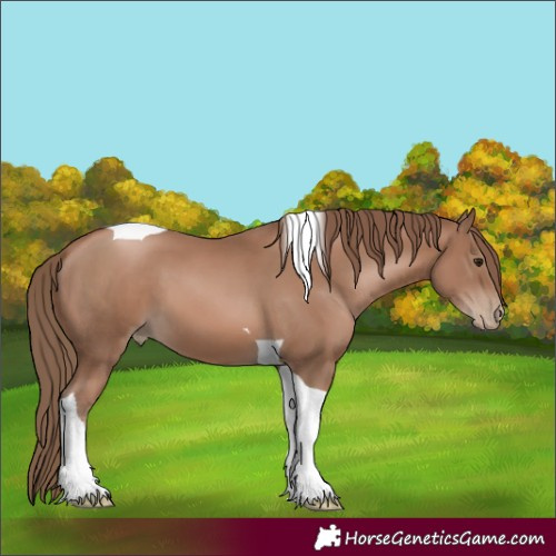 Horse Color:Black Pearl Tobiano