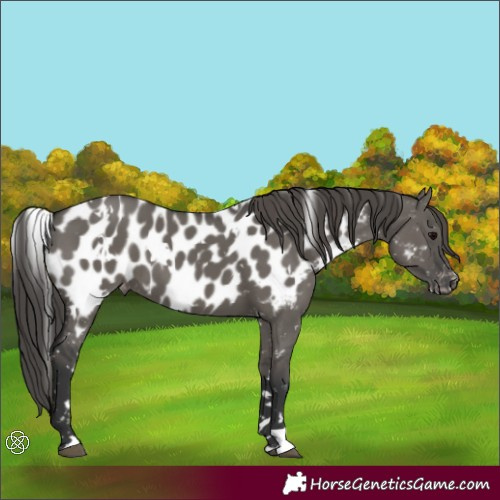 Horse Color:White Spotted Grullo Appaloosa 