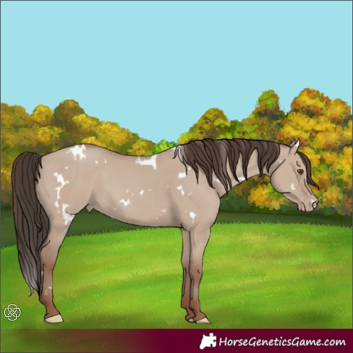 Horse Color:White Spotted Classic Champagne Dun 