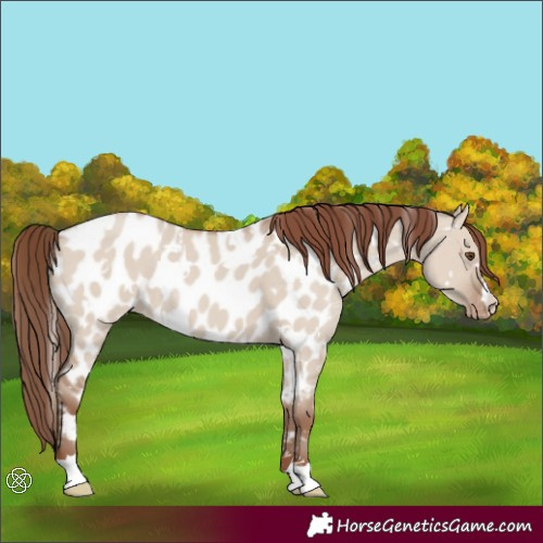 Horse Color:White Spotted Classic Champagne Dun Appaloosa