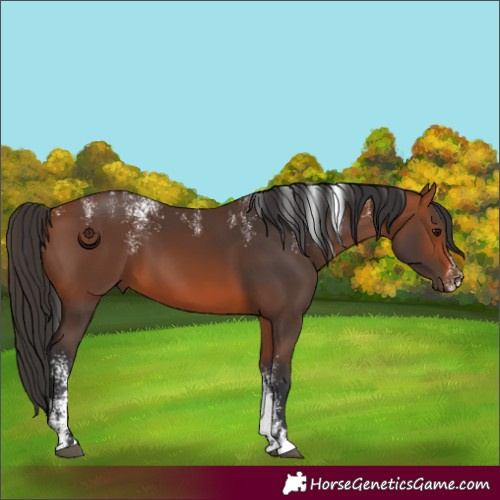 Horse Color:Powder White Bay