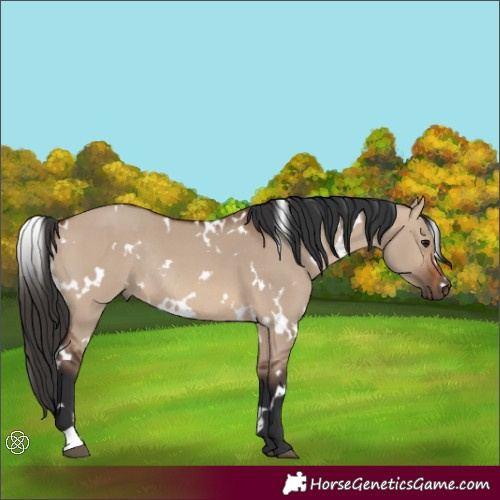 Horse Color:White Spotted Brown Dun Rabicano