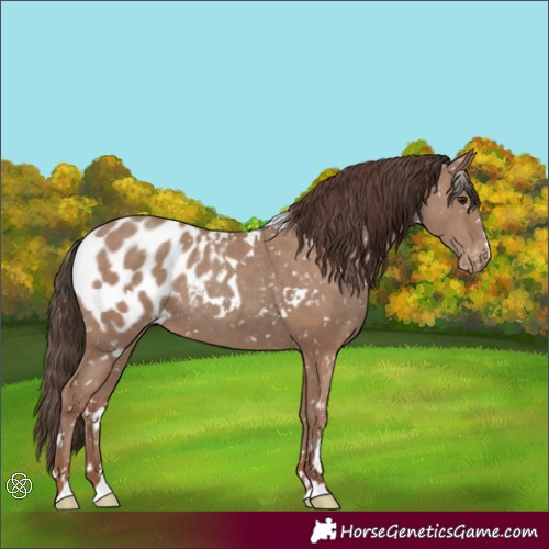 Horse Color:White Spotted Classic Champagne Appaloosa Rabicano