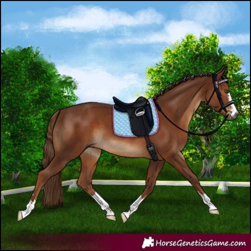 Horse Color:Gray Chestnut