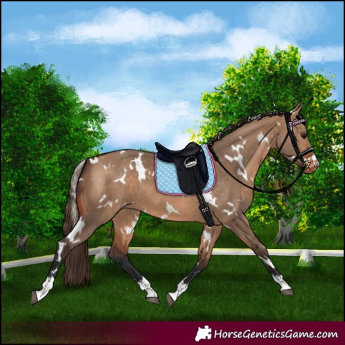 Horse Color:White Spotted Bay Dun Varnish