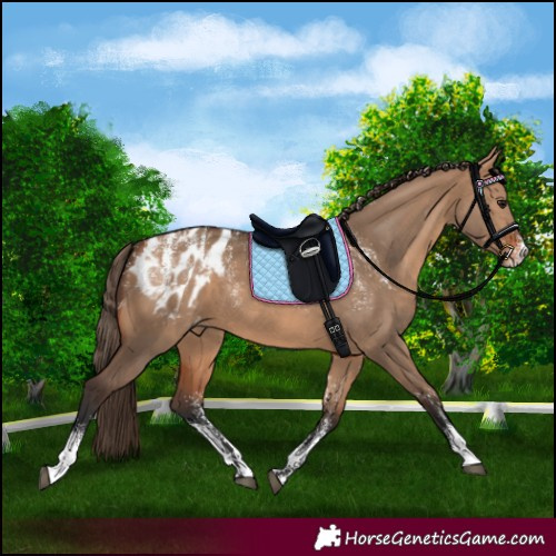 Horse Color:Powder White Bay Dun Appaloosa