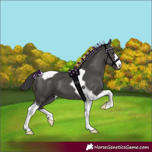 Horse Color:Black Tobiano 