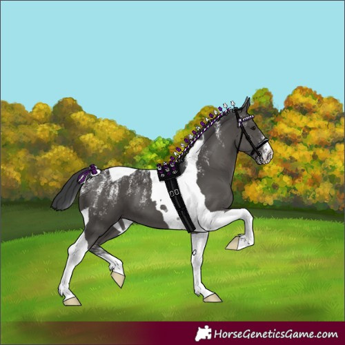 Horse Color:Powder White Black Tobiano 