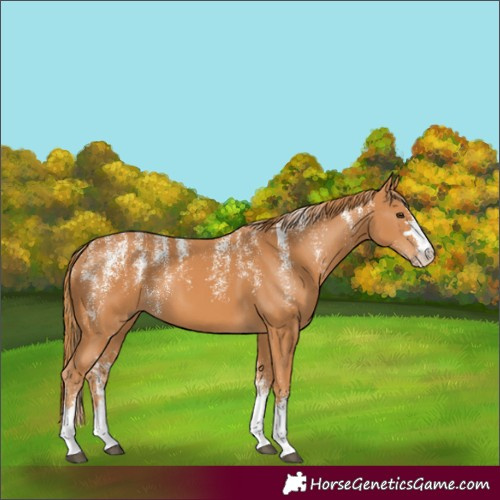 Horse Color:Powder White Chestnut