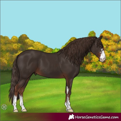Horse Color:Liver Chestnut Sabino
