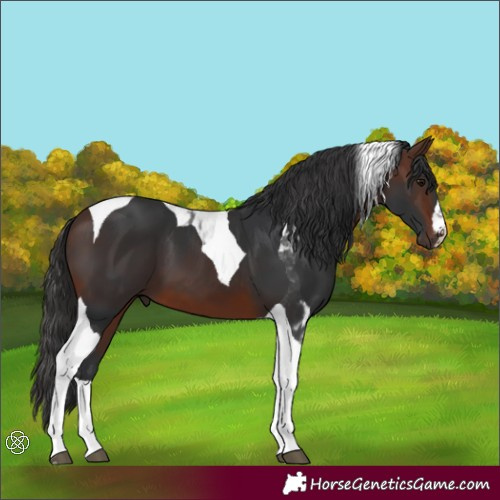 Horse Color:Brown Tobiano