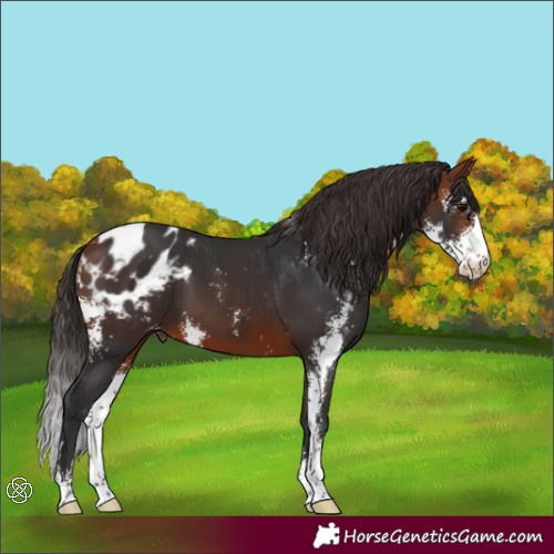 Horse Color:Bay Sabino Appaloosa 