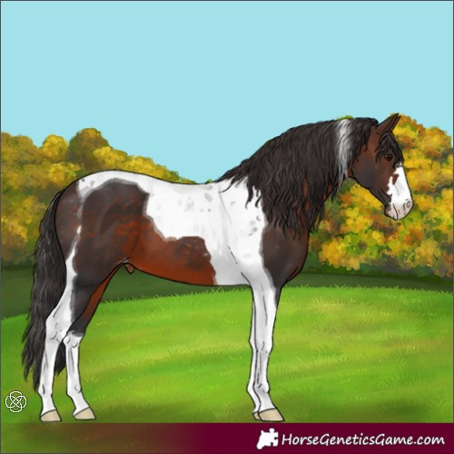 Horse Color:Brown Tobiano Appaloosa 