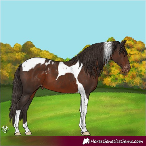Horse Color:Liver Chestnut Tobiano Appaloosa 