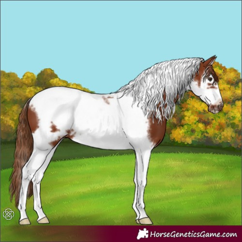 Horse Color:Chestnut Splash Tobiano Frame