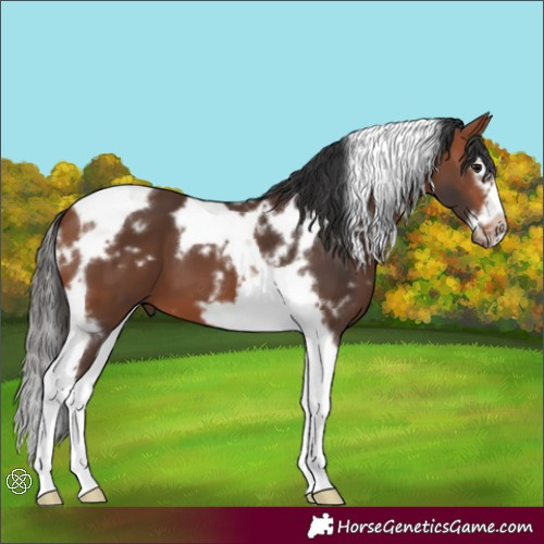 Horse Color:White Spotted Bay Splash Tobiano Frame 