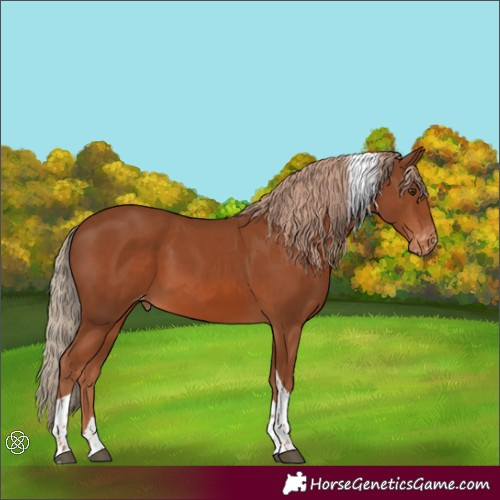 Horse Color:Chestnut Tobiano Appaloosa 