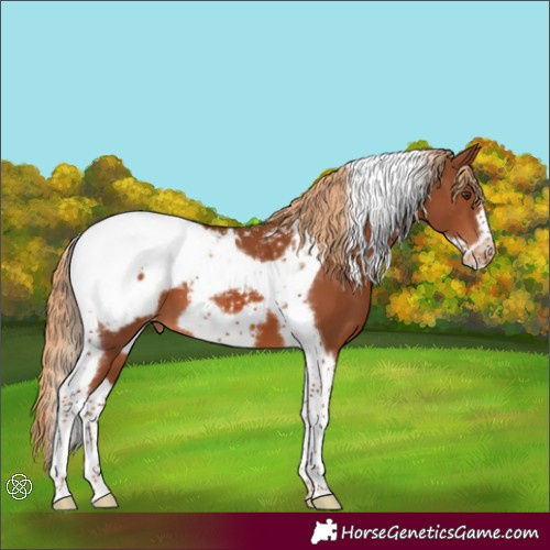 Horse Color:Chestnut Tobiano Frame Appaloosa
