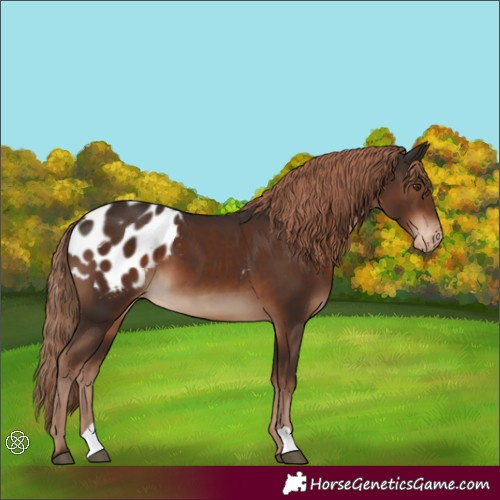 Horse Color:Liver Chestnut Appaloosa