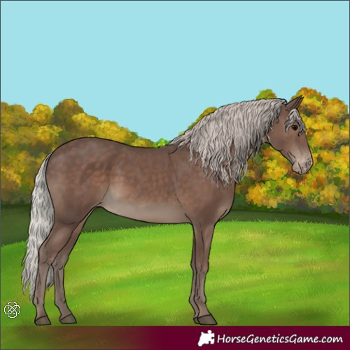 Horse Color:Silver Black Appaloosa