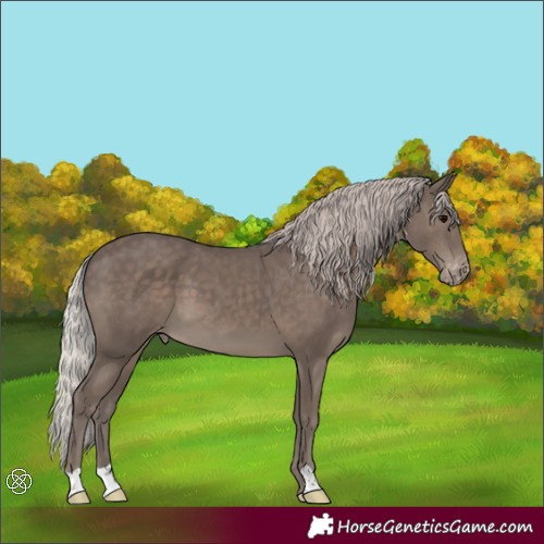 Horse Color:Silver Black Appaloosa 