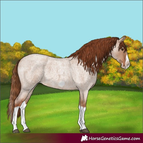 Horse Color:Red Dun Roan Splash Frame Rabicano 