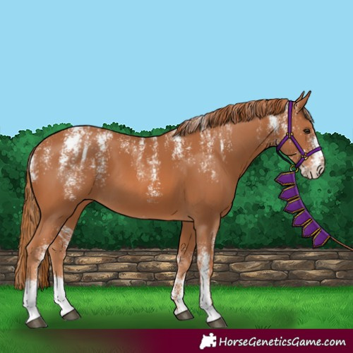 Horse Color:Powder White Chestnut 