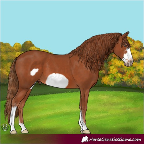 Horse Color:Chestnut Sabino Frame 