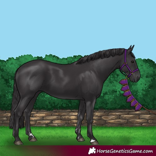 Horse Color:Smoky Black 