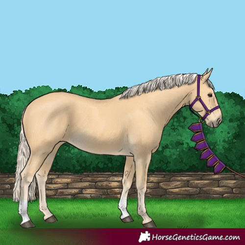 Horse Color:Palomino