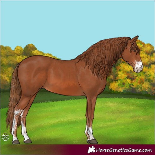 Horse Color:Chestnut Sabino