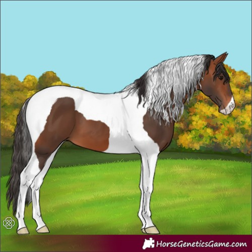 Horse Color:Bay Tobiano 