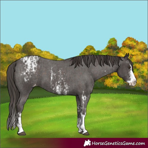 Horse Color:Liver Chestnut Sabino Splash Appaloosa  and Liver Chestnut Sabino Appaloosa 