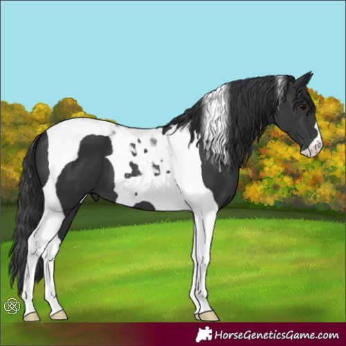 Horse Color:Black Tobiano
