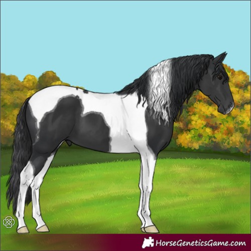 Horse Color:Black Tobiano